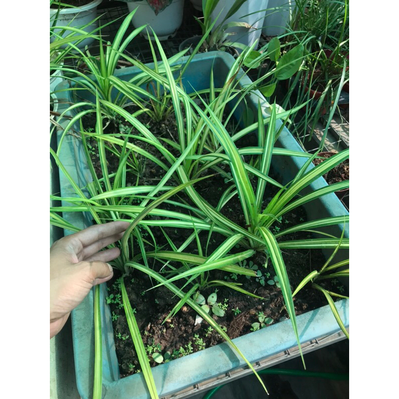 Cây lá dứa sọc vàng  cây bé làm giống