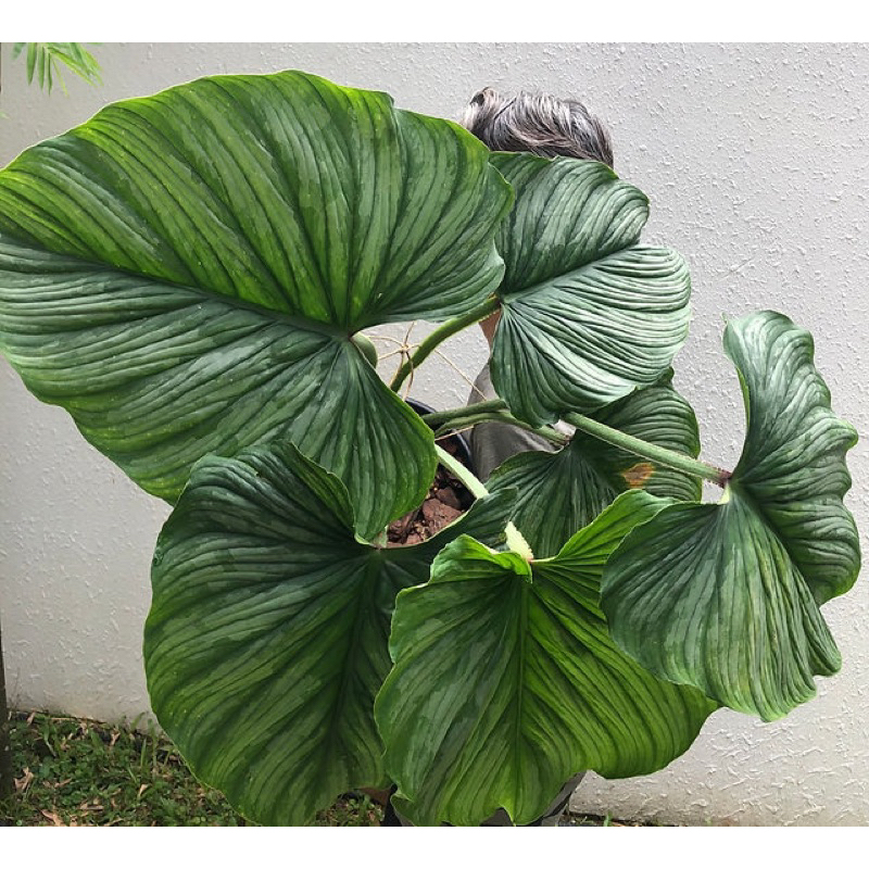 Philodendron Mamei - “Những đám mây bạc” - “Cây tình yêu”