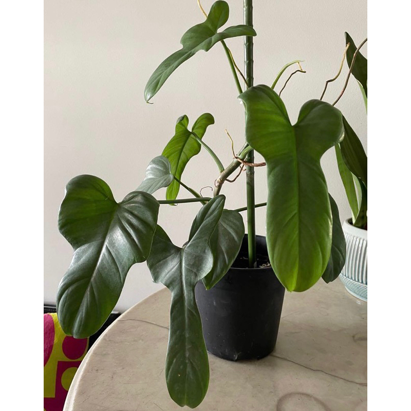 Philodendron Violin - Cây kiểng lá dạng leo, mang hình dáng nhạc cụ