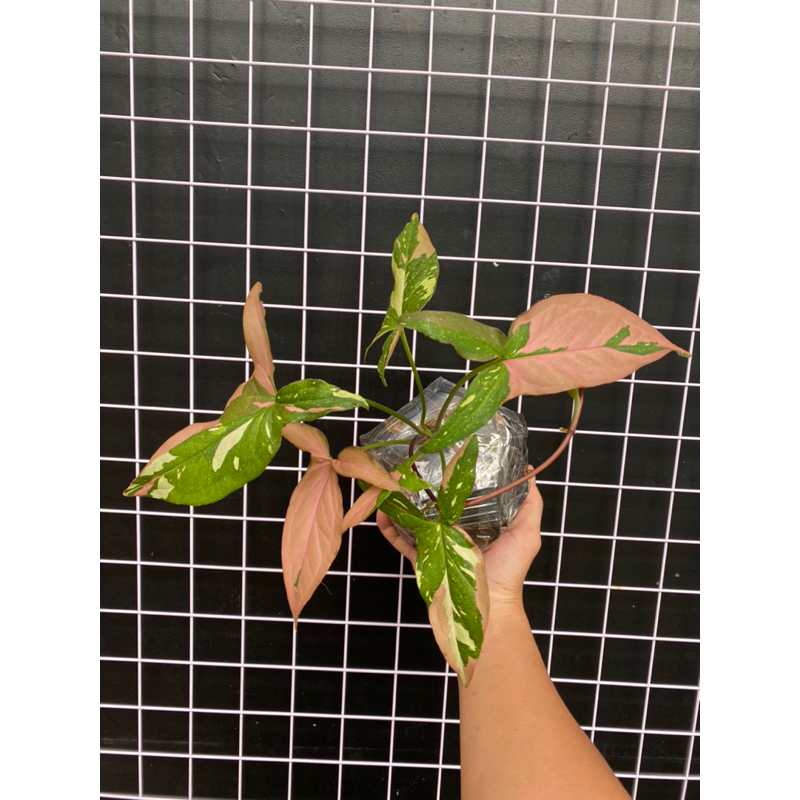 Cây Trầu Bà 3 Màu Combo 2 cây