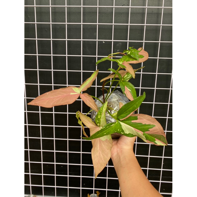 Cây Trầu Bà 3 Màu Combo 2 cây