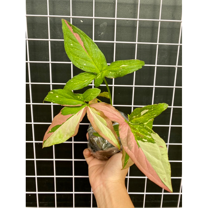 Cây Trầu Bà 3 Màu Combo 2 cây