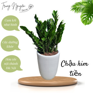 Cây kim tiền trồng chậu sứ || Cây nội thất