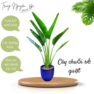 Cây chuối rẻ quạt giống trồng sân vườn cảnh quan cao 60cm-4m