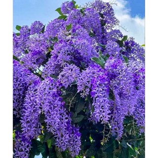 Cây hoa mai xanh Thái - cây hoa leo, ra hoa quanh năm, cây dễ chăm sóc