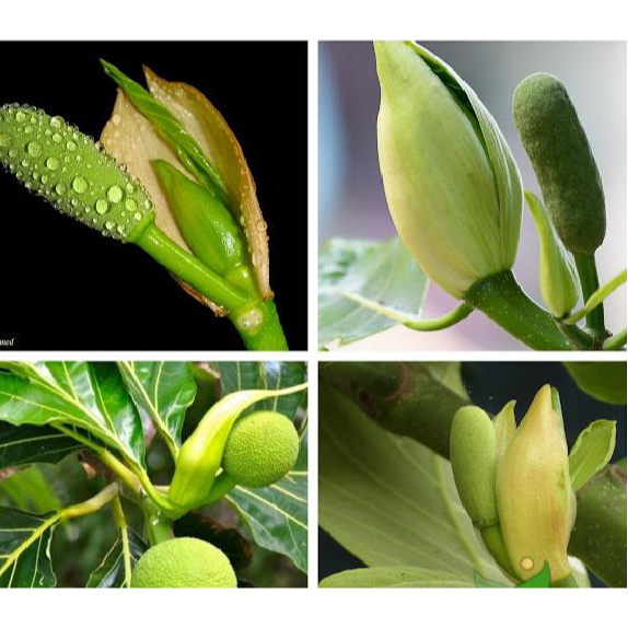 1KG phân bón NPK 20 20 15  cho rau sạch hoa cây cảnh cây ăn trái