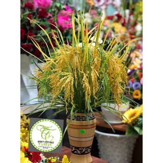{ Giá xưởng } cây lúa giả 2 màu xanh và vàng ( cao 70cm)