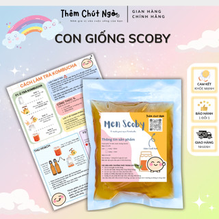 Scoby Bộ dụng cụ nuôi Con giống trà Kombucha Kèm 100ml nước mồi