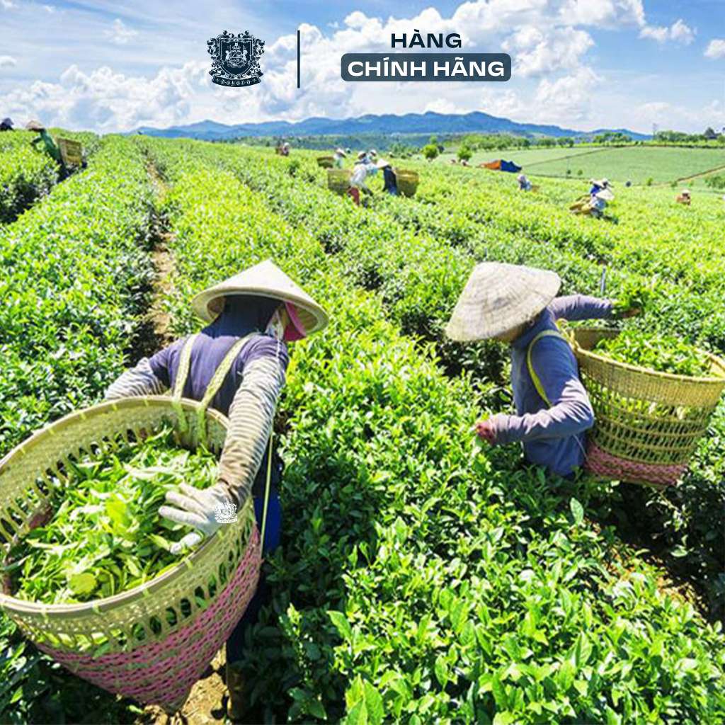 Trà túi lọc Shan Tea ướp Sen Tây Hồ 30g