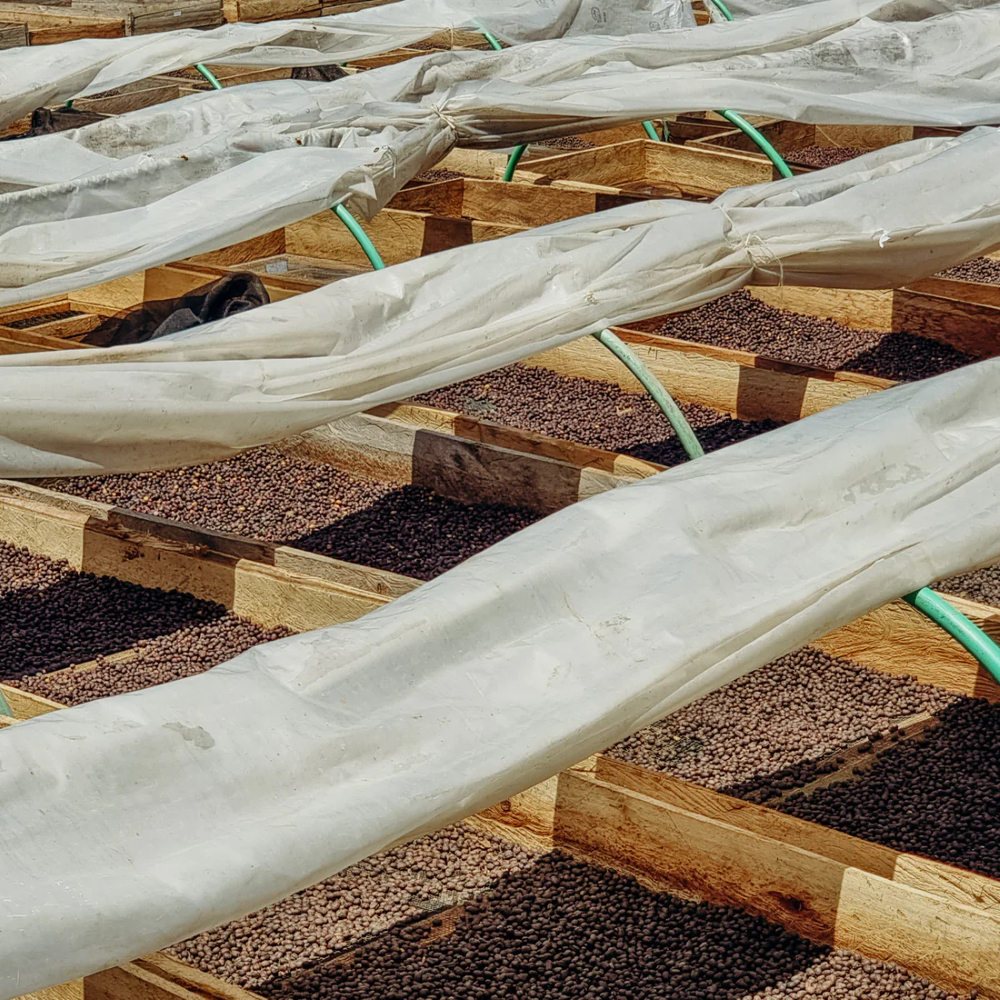 Cà phê Specialty Kenya Kisii Anaerobic