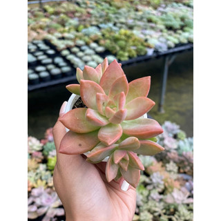 Sen đá đá đỏ size bầu 5cm hư 1 đổi 1
