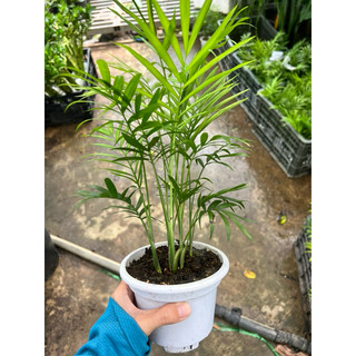 Cây cau tiểu trâm