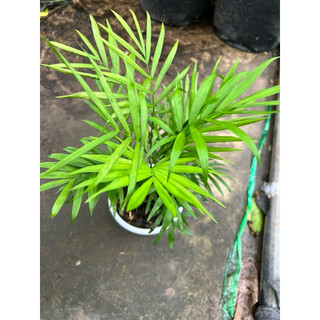 Cây cau tiểu trâm