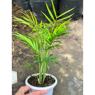 Cây cau tiểu trâm