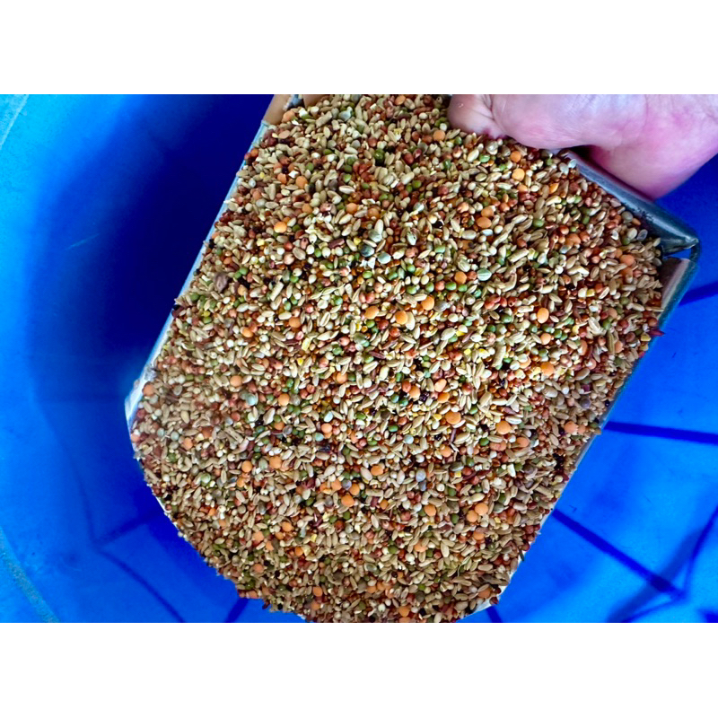 𝐓𝐡ứ𝐜 𝐀̆𝐧 𝐍𝐠ũ 𝐂ố𝐜 𝐂𝐡𝐢𝐦 𝐂𝐮 𝐆𝐚́𝐲.