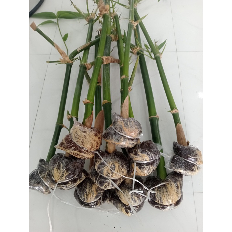 Giống măng tre Tứ Quý