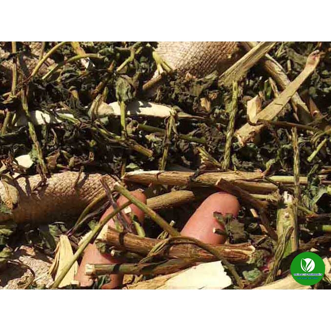 Cây Đuôi Chuột Khô   Cam kết hàng sạch đẹp