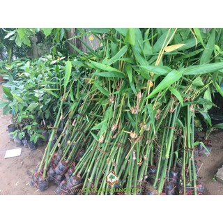 Giống tre điền trúc lục trúc, tre lấy măng giống