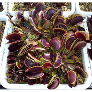 Cây bẫy kẹp maroon monster, venus flytrap maroon monster