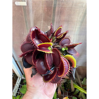 cây bẫy kẹp maroon monster, venus flytrap  maroon monster