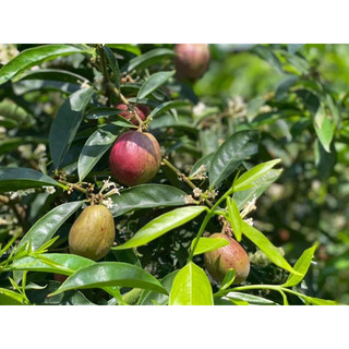Giống cây Đào Indo ( Phaleria macrocarpa )