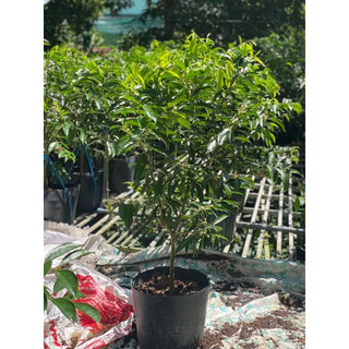 Giống cây Đào Indo ( Phaleria macrocarpa )