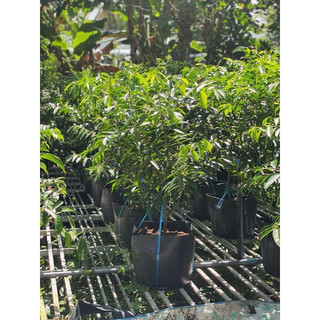 Giống cây Đào Indo ( Phaleria macrocarpa )