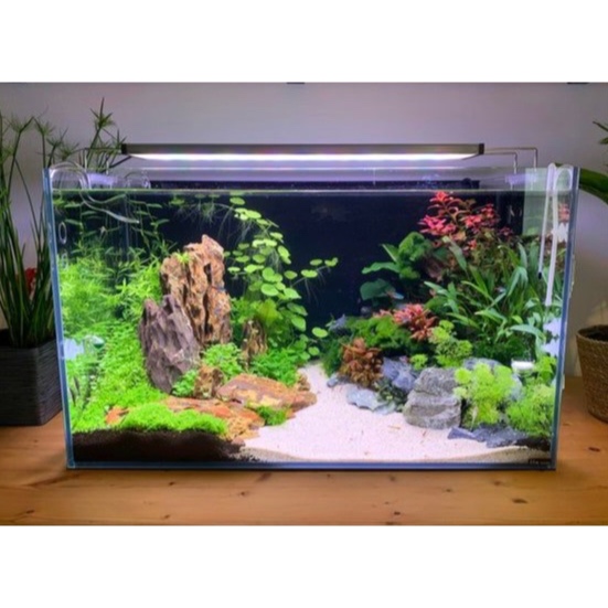 Vi sinh viên làm trong nước, giảm rêu tảo hại hồ cá