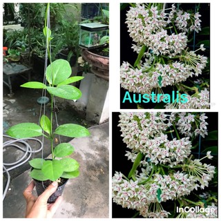 Lan cẩm cù Australis dễ chăm sai hoa
