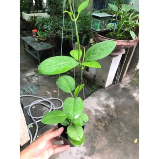 lan cẩm cù Australis dễ chăm sai hoa