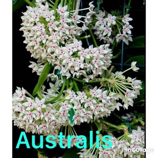 lan cẩm cù Australis dễ chăm sai hoa