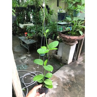 lan cẩm cù Australis dễ chăm sai hoa