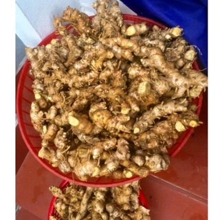 1kg củ gừng gió rừng mới nhổ nhiều công dụng cho sk