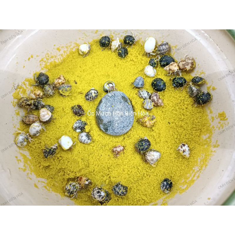 Abino. OMH BIÊN HÒA