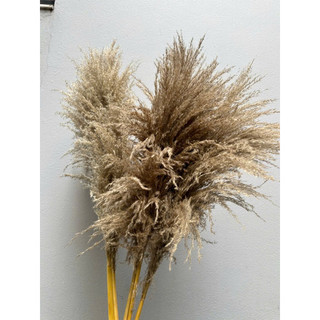 CỎ LAU KHÔ_ 5 cành Lau xám tặng 1 Hoa khô trang trí decor phòng vintage