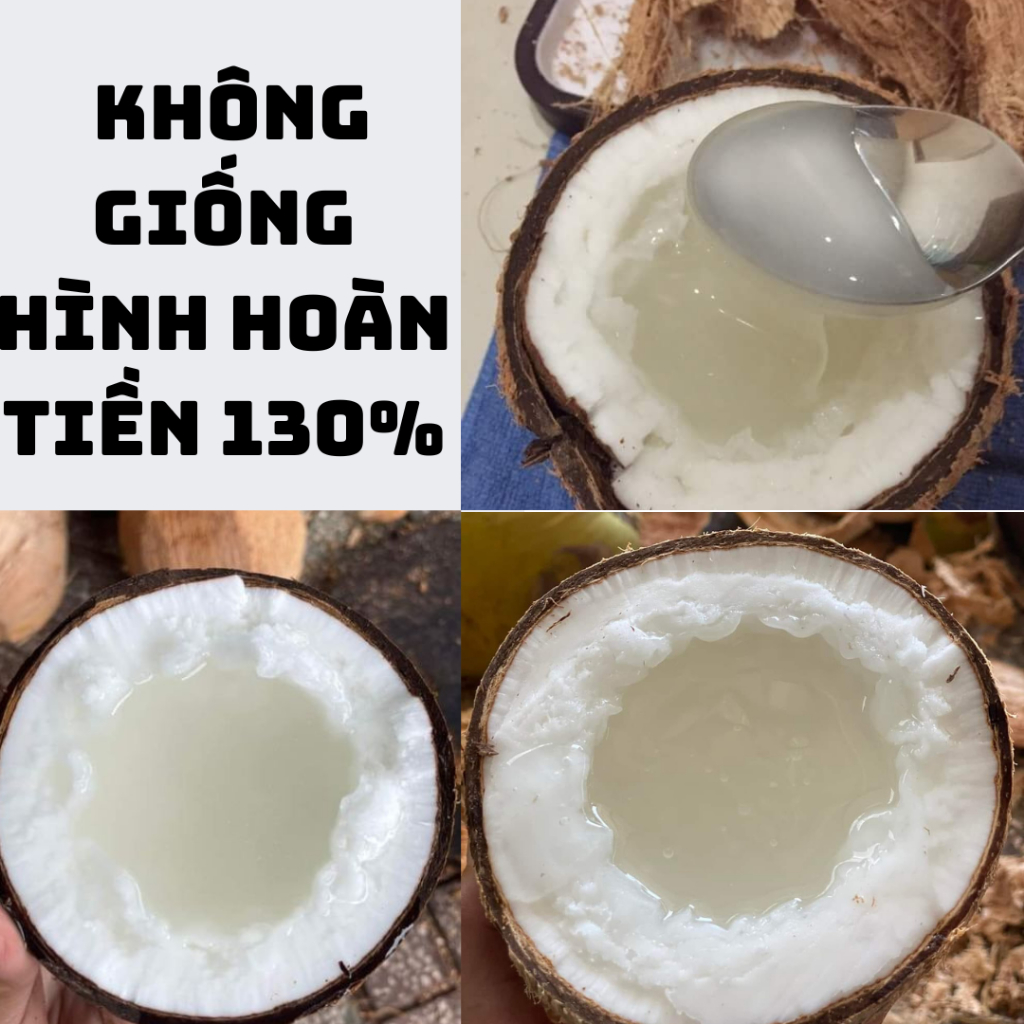 Dừa sáp, sáp cơm dày nước kẹo giống hình ( 2 người dùng)- Tấn Lộc