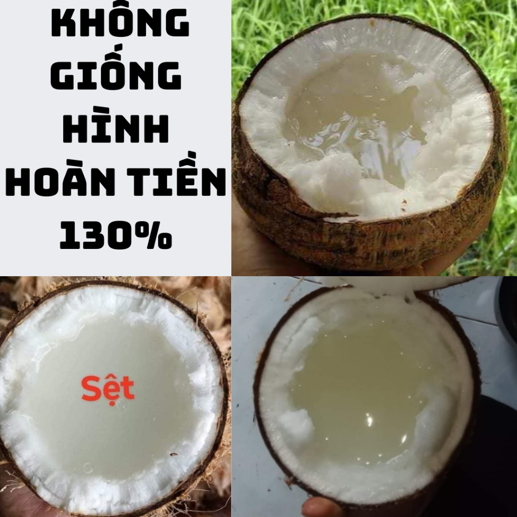 Dừa sáp, sáp dày nước sệt (3 người dùng )- Tấn Lộc