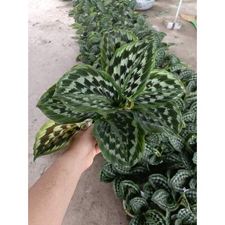 đuôi công.calathea Merak (tặng kèm phân bón)