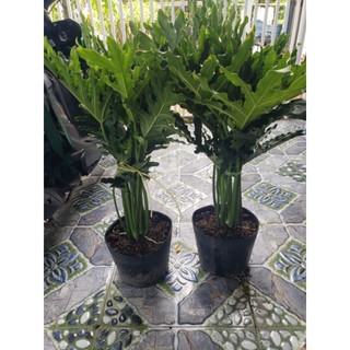 Cây Trầu Bà Thanh Xuân- tặng kèm phân bón