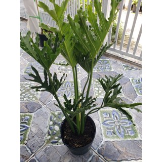 Cây Trầu Bà Thanh Xuân- tặng kèm phân bón