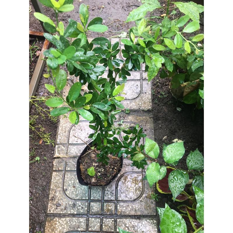 Chậu cây linh sam lá trung siêng hoa