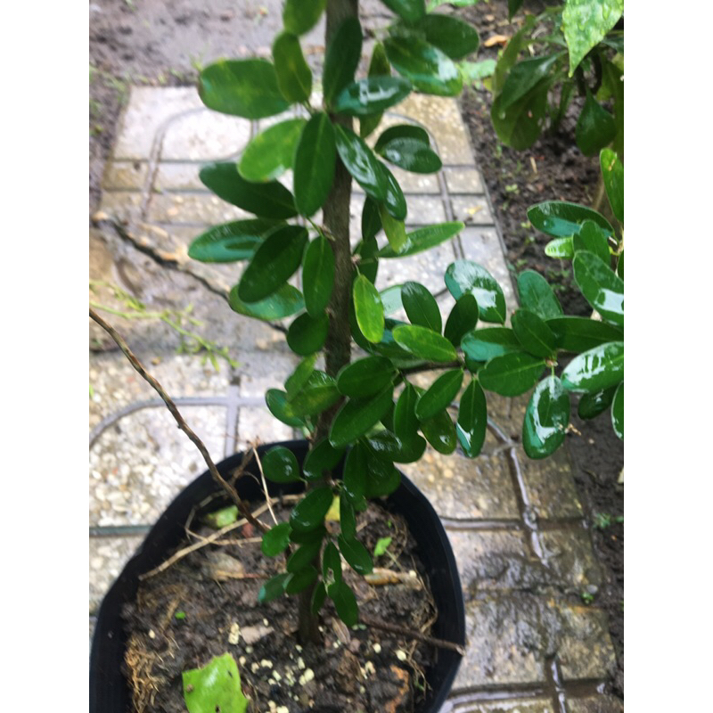 Chậu cây linh sam lá trung siêng hoa