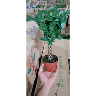 Cây kim ngân,bím đuôi sam cao 20-25cm ( ảnh thật chụp tại vườn)
