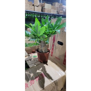 Cây kim ngân,bím đuôi sam cao 20-25cm ( ảnh thật chụp tại vườn)
