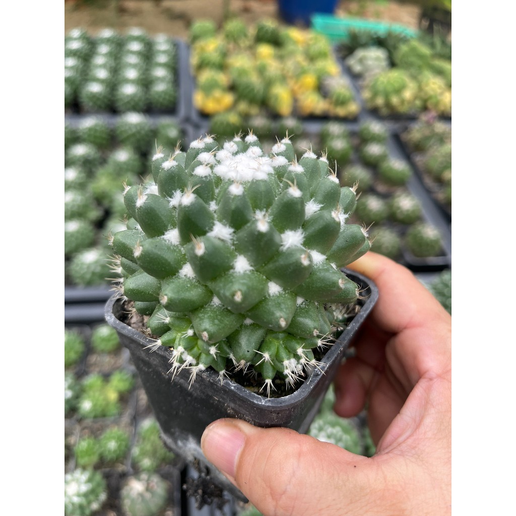 Xương rồng mami sầu riêng không gai - có tặng đất trồng