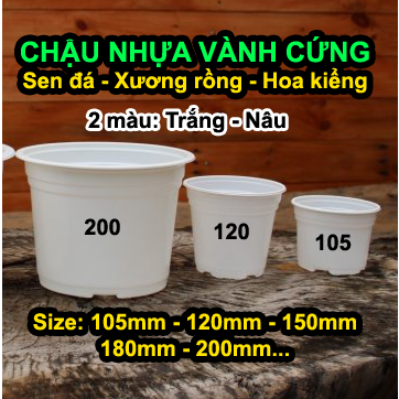 Chậu Nhựa Trồng Sen Đá, Xương Rồng 105Mm, 120Mm, 150Mm Vành Miệng Cứng, Trắng / Nâu Đỏ