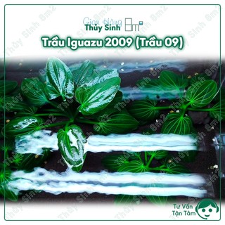 Trầu iguazu 2009 , cây thủy sinh không co2, trung cảnh, cắm nền | 8m2