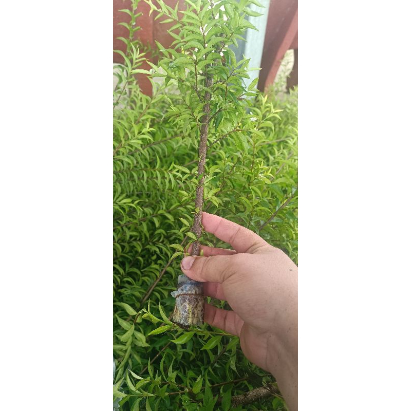 Mai chiếu thủy giống