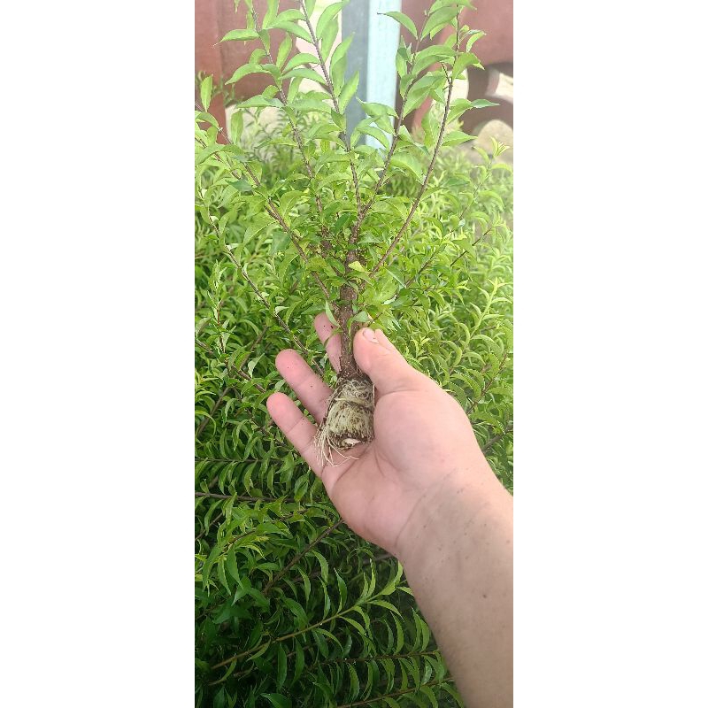 Mai chiếu thủy giống