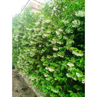 mai chiếu thủy trồng rào